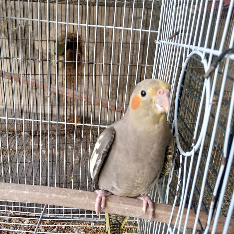cockatiel 2