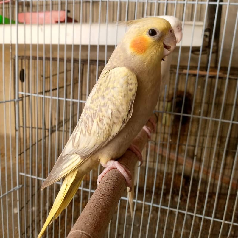 cockatiel 3