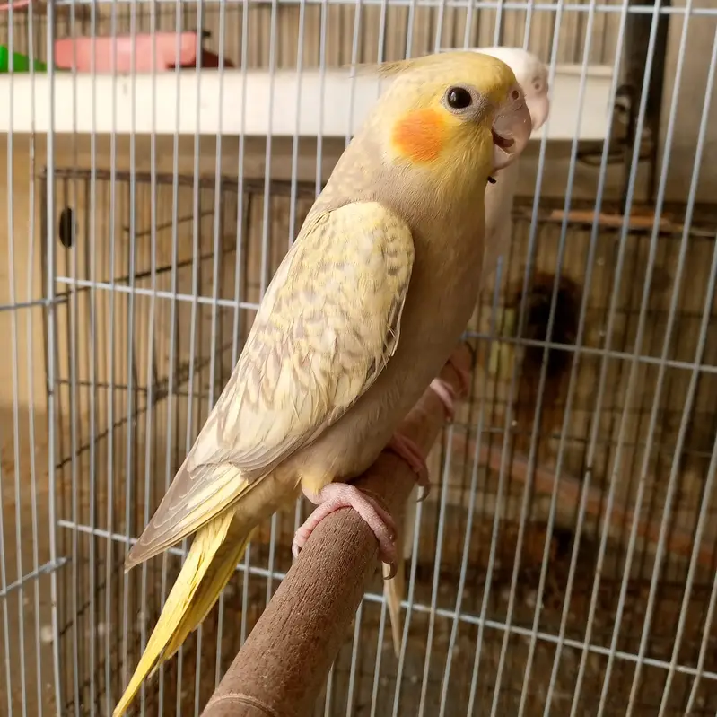 cockatiel — photo 4