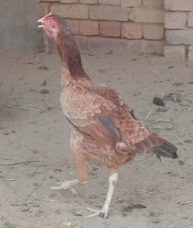 Asel Hen