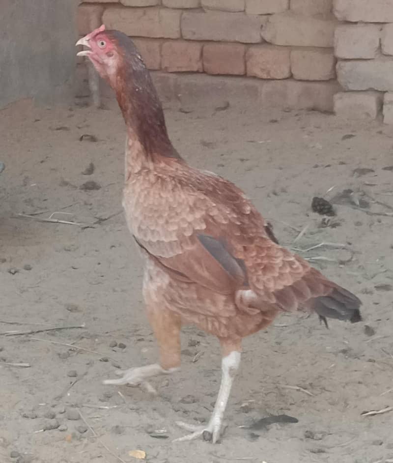 Asel Hen 0