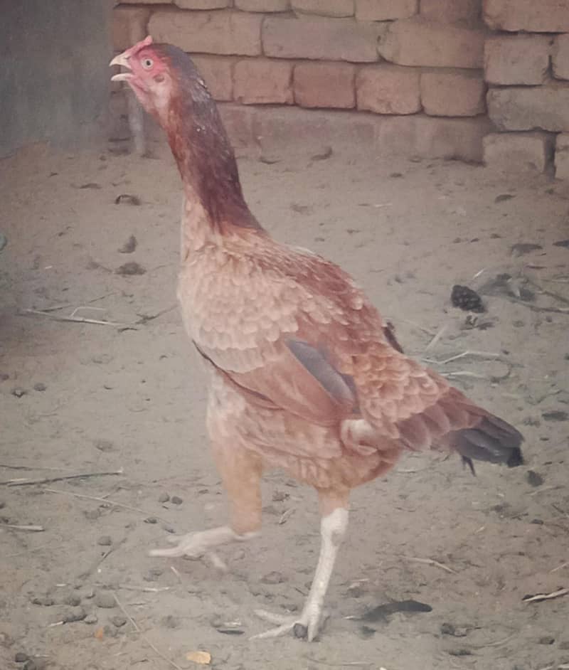 Asel Hen 1
