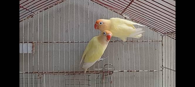 DECINO LOVE BIRD