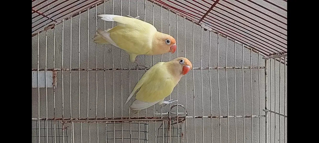 DECINO LOVE BIRD — photo 2
