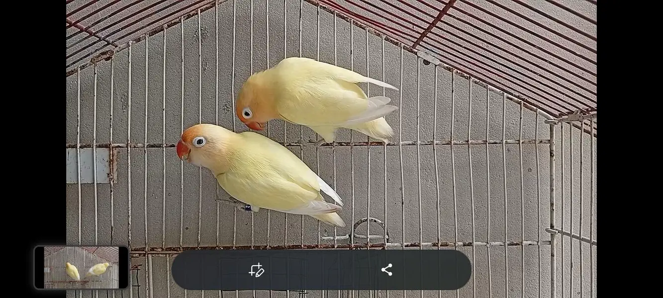 DECINO LOVE BIRD — photo 3