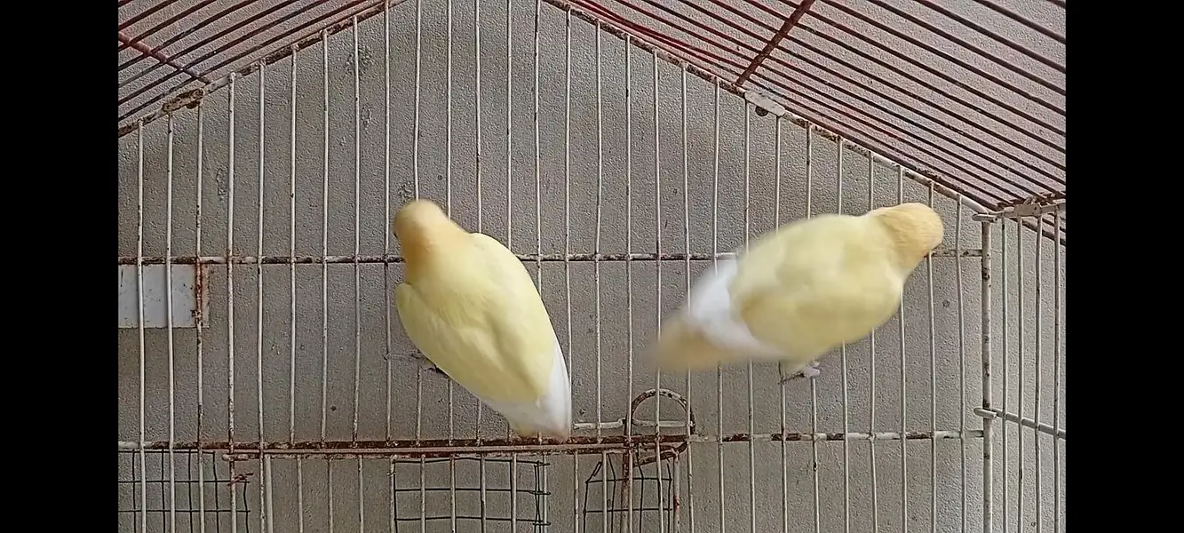 DECINO LOVE BIRD — photo 4