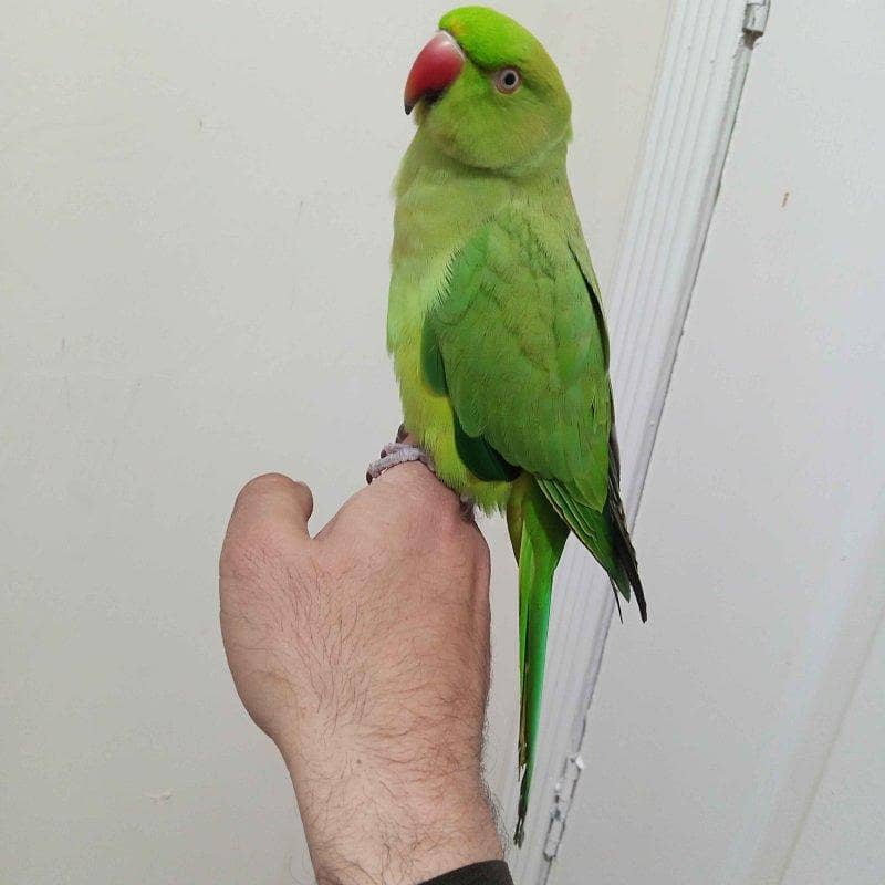 Parrot Pairs 0