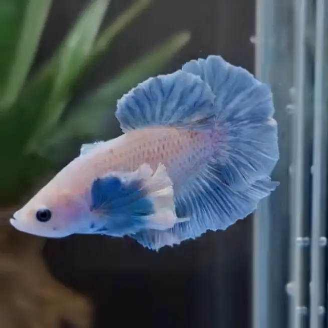 Betta Fish (Free Home Delivery)