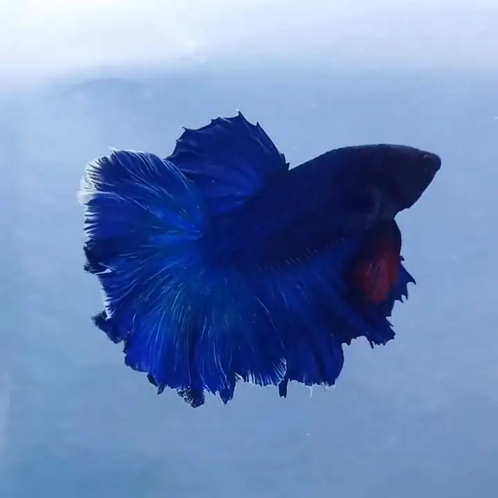 Betta Fish (Free Home Delivery) — photo 2