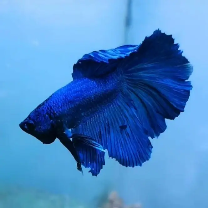 Betta Fish (Free Home Delivery) — photo 3