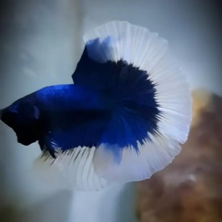 Betta Fish (Free Home Delivery) — photo 4