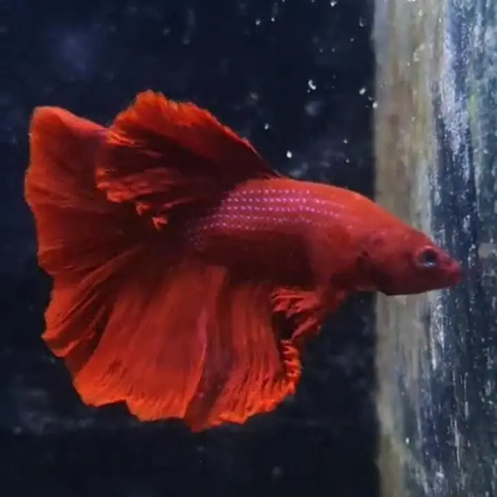 Betta Fish (Free Home Delivery) — photo 5