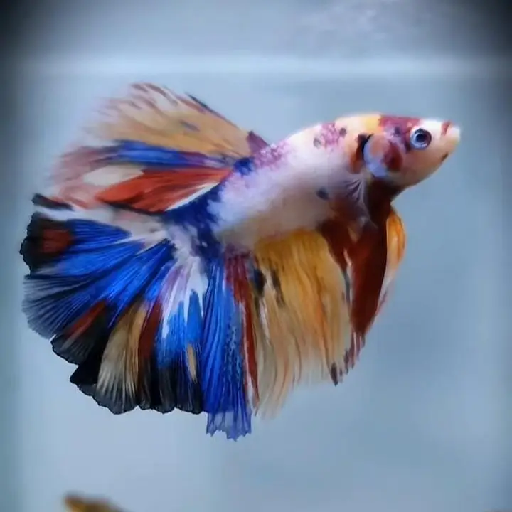 Betta Fish (Free Home Delivery) — photo 6