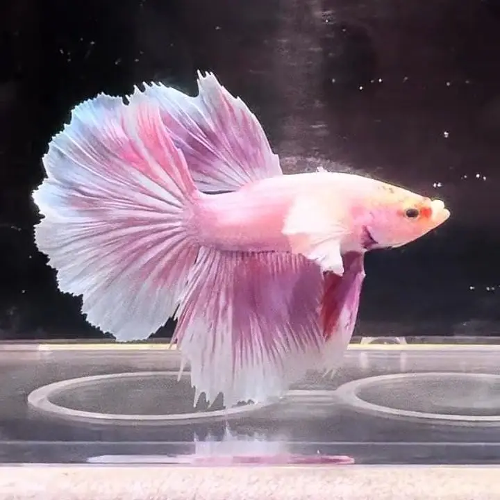 Betta Fish (Free Home Delivery) — photo 7