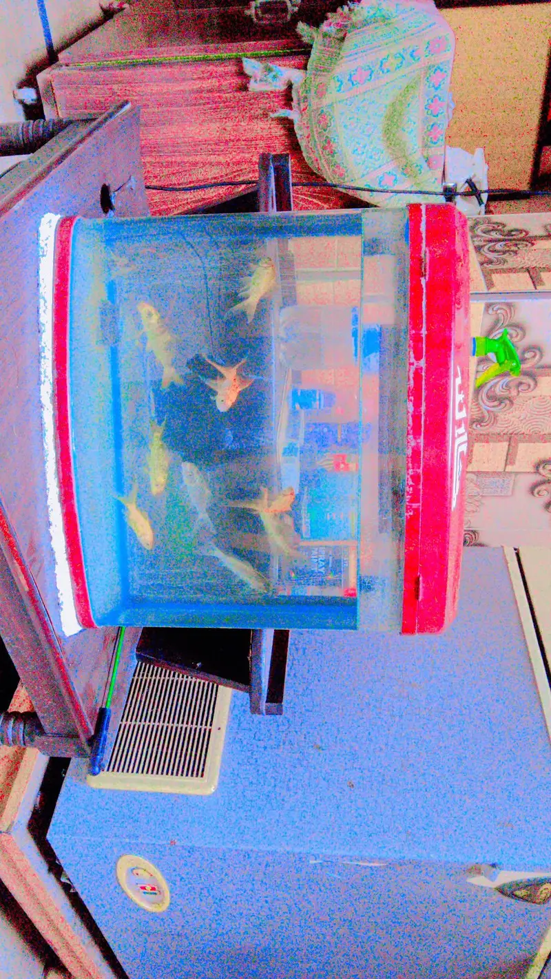 fish aquarium with fish with filter with net with feed 10 by 10 — photo 2