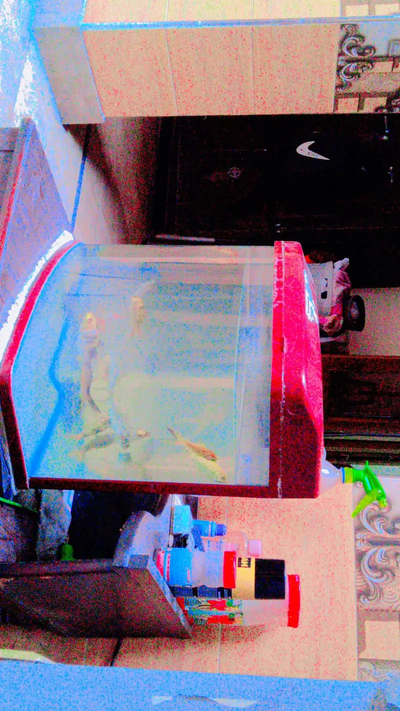 fish aquarium with fish with filter with net with feed 10 by 10 — photo 6