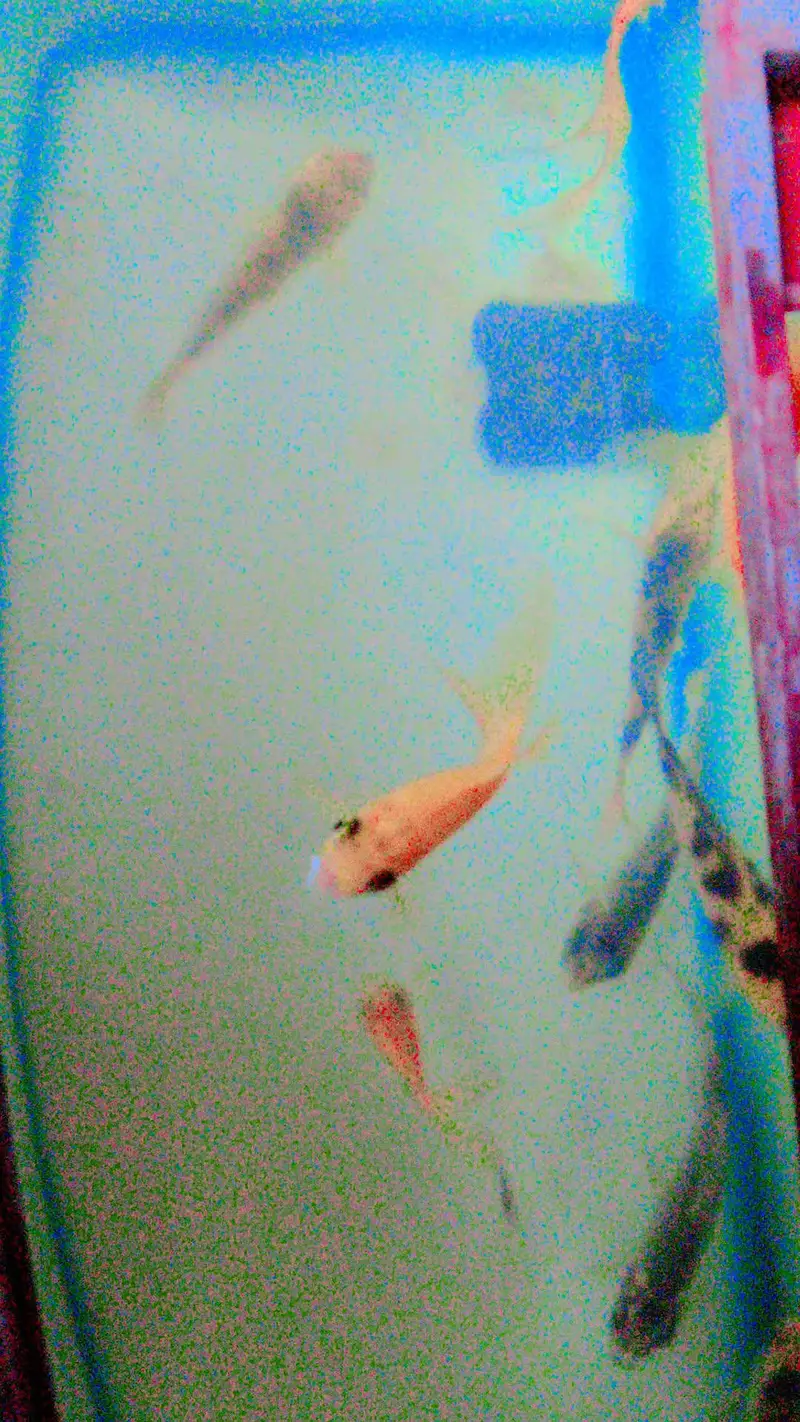 fish aquarium with fish with filter with net with feed 10 by 10 — photo 9