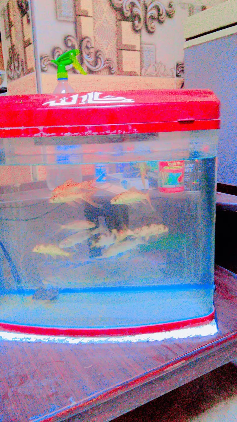 fish aquarium with fish with filter with net with feed 10 by 10 — photo 10