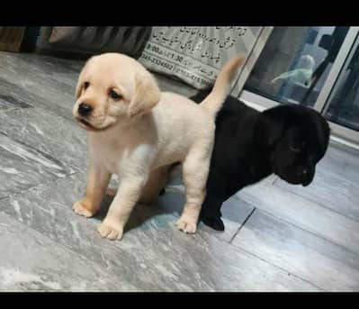 Labrador puppies available for sale