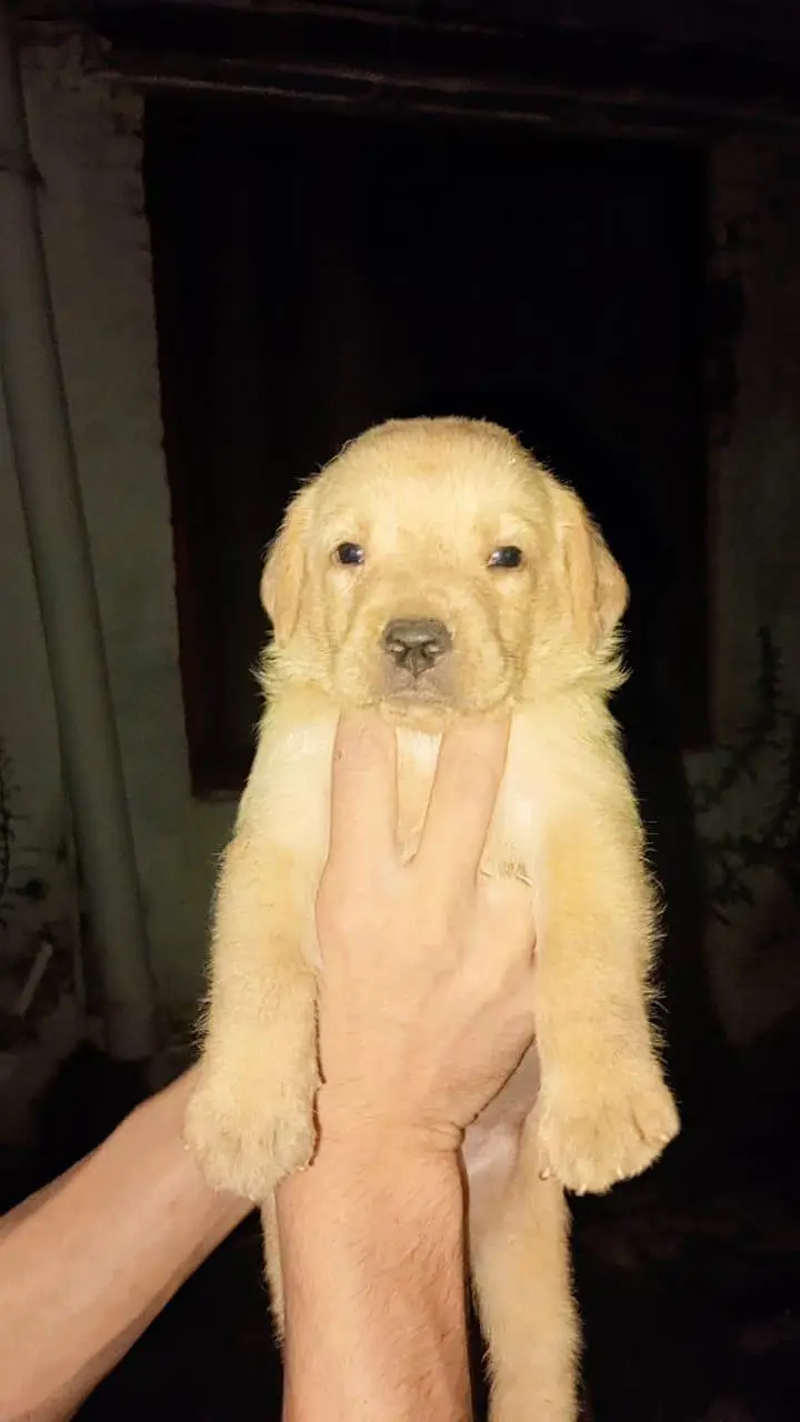 Labrador puppies available for sale — photo 2