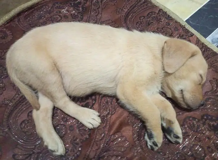 Labrador puppies available for sale — photo 3