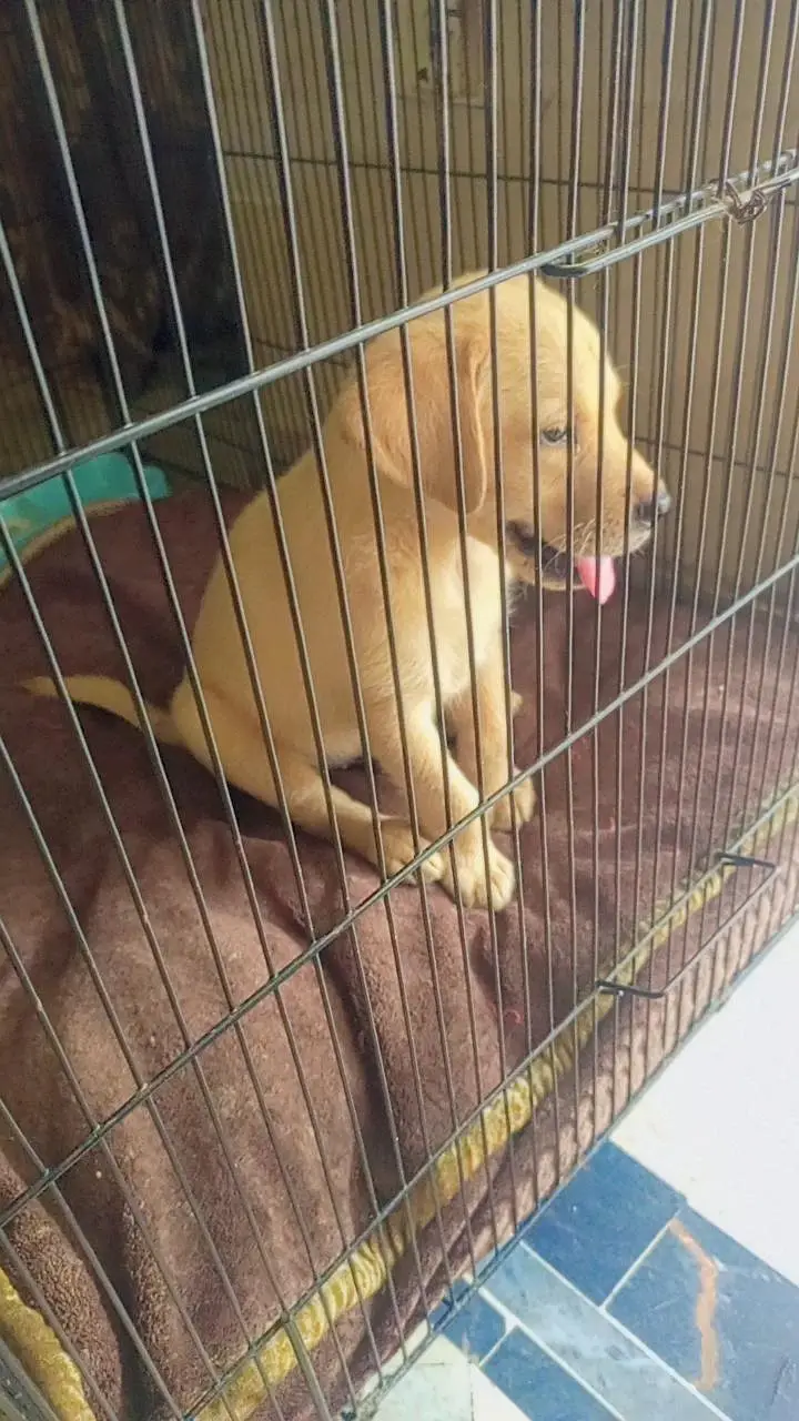 Labrador puppies available for sale — photo 4