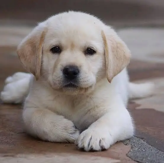 Labrador puppies available for sale — photo 5