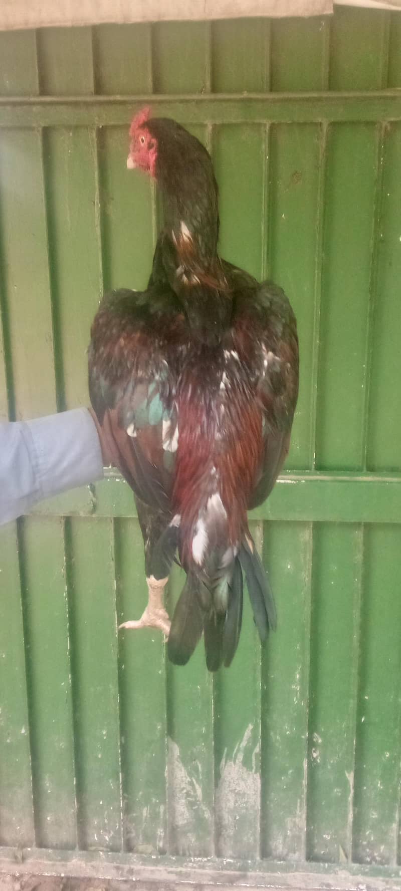 for sale 3