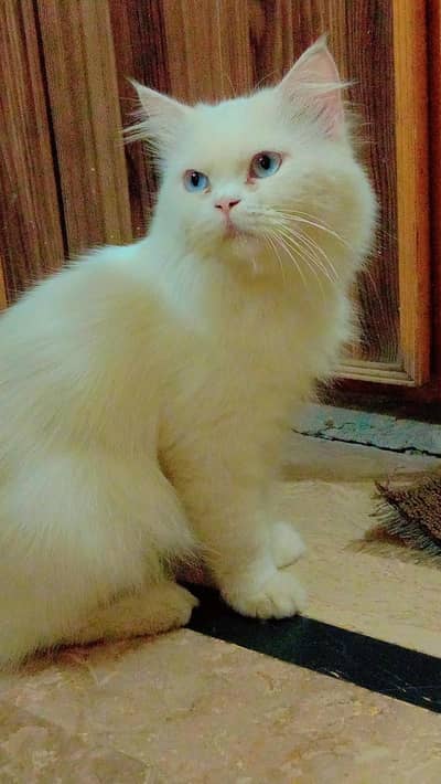 cat for sale