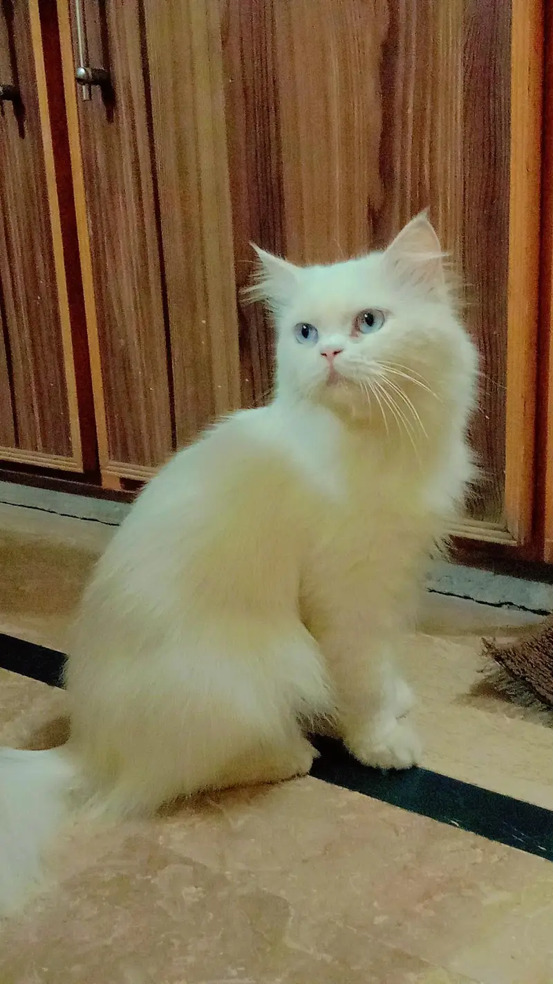 cat for sale — photo 2