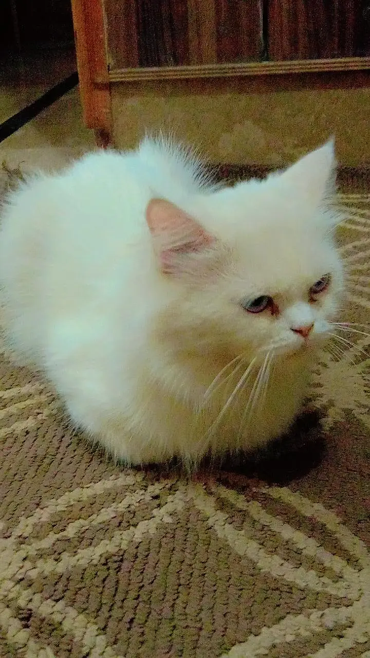 cat for sale — photo 3