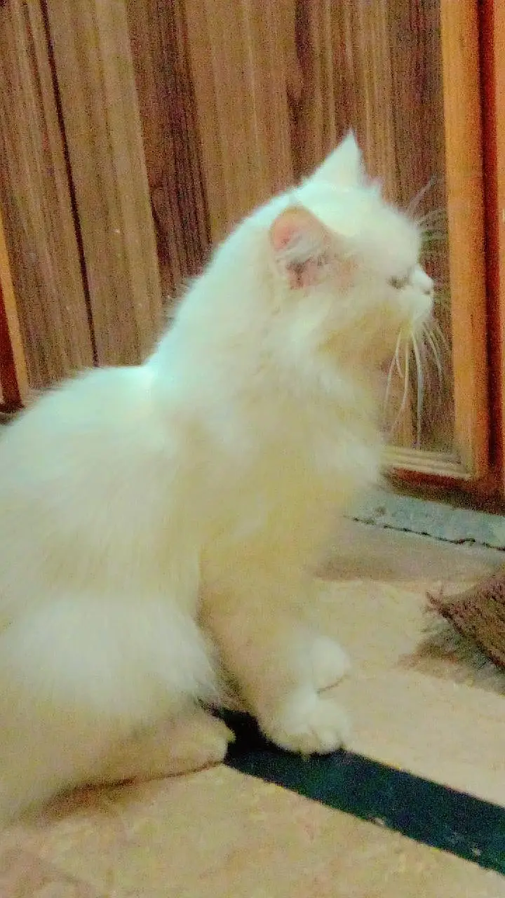 cat for sale — photo 4