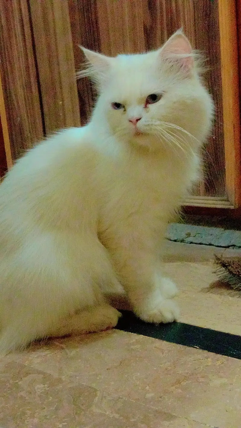 cat for sale — photo 5