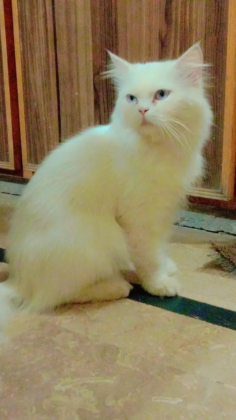 cat for sale — photo 6