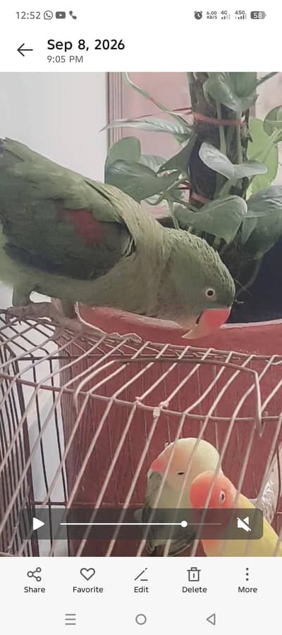 Raw Parrot for Sale