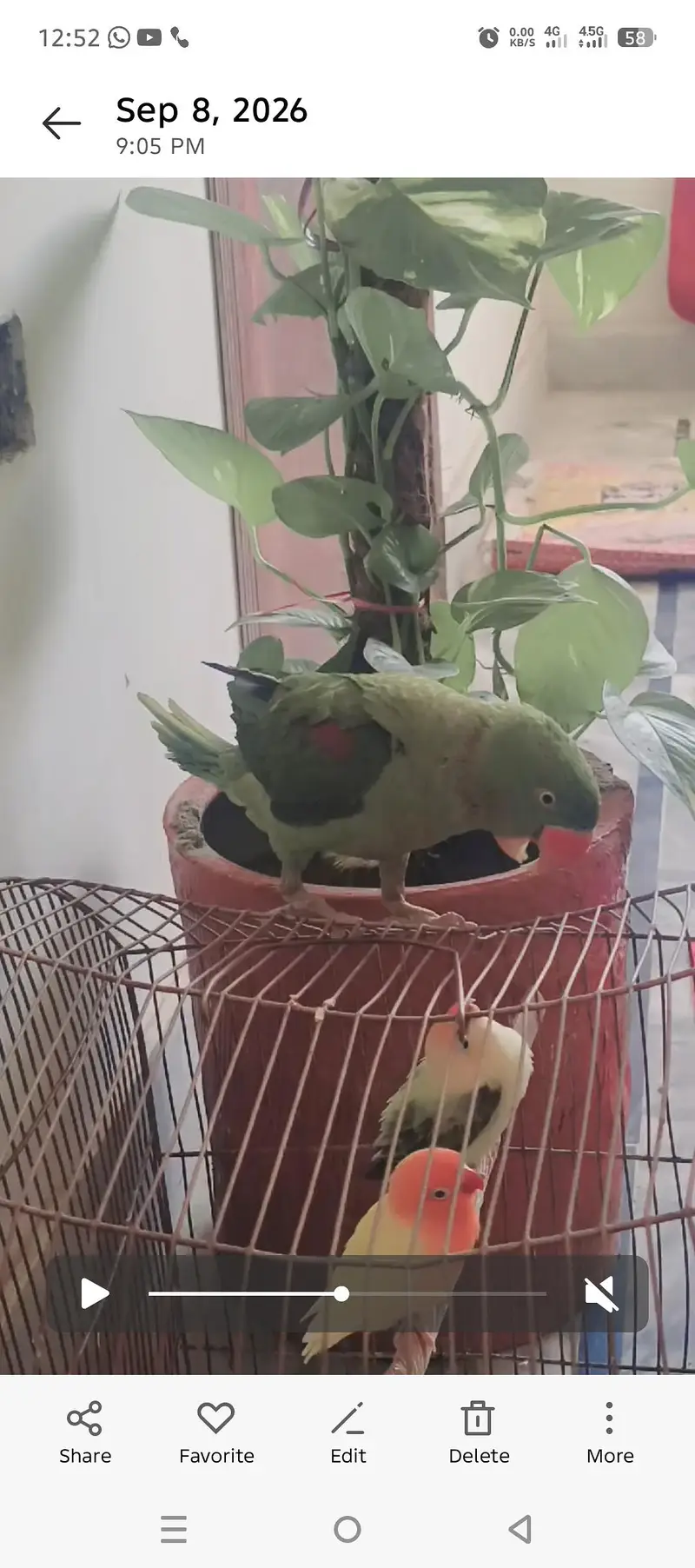 Raw Parrot for Sale — photo 2