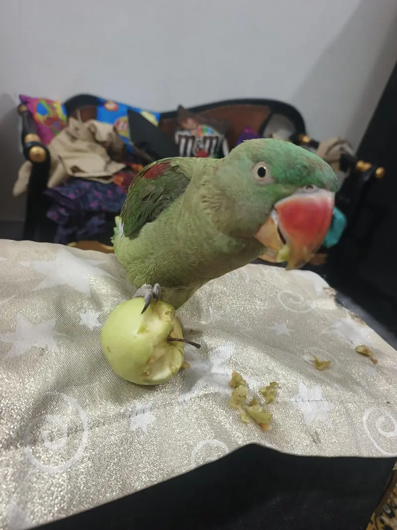 Raw Parrot for Sale — photo 4