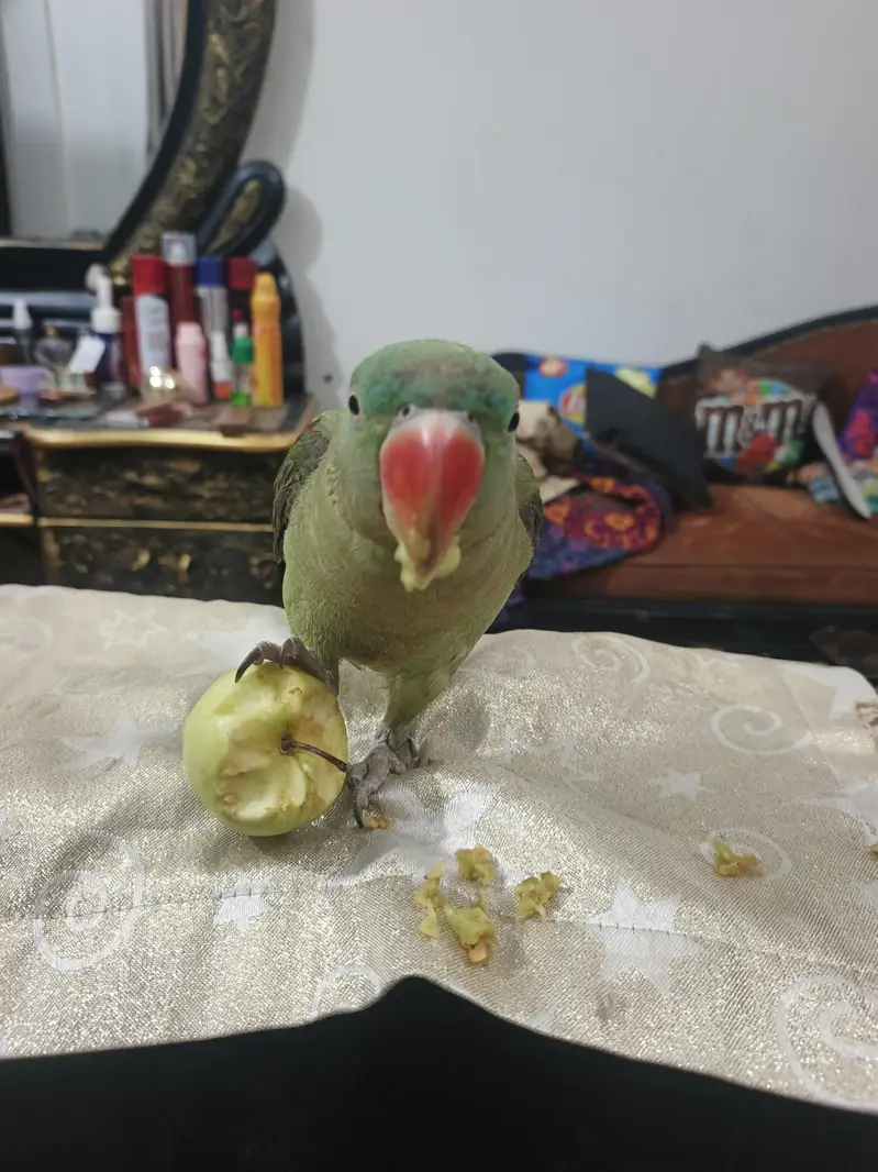Raw Parrot for Sale — photo 5