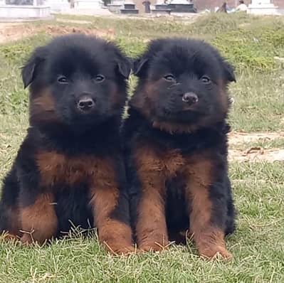 german shepherd puppies for sale