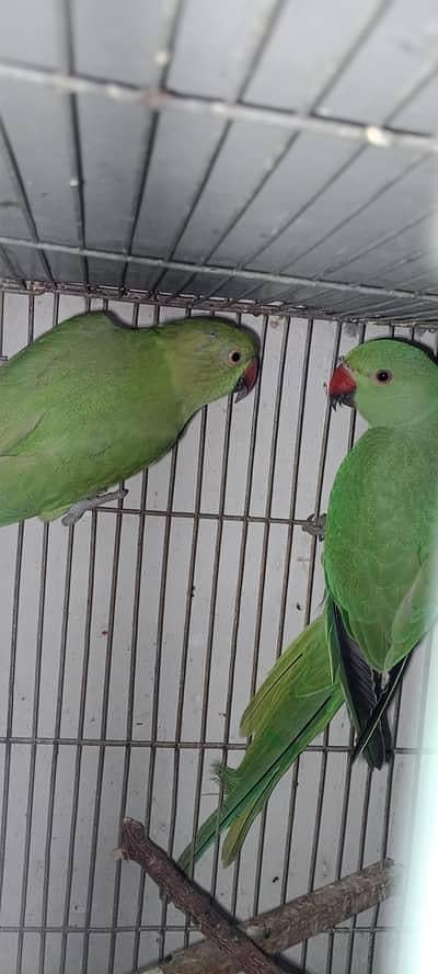 Parrots Green