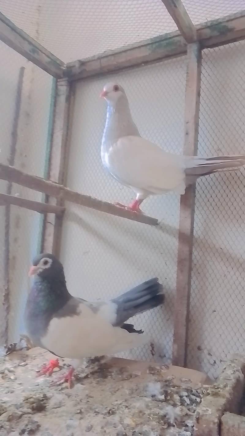 khal or mena breedar pair 1