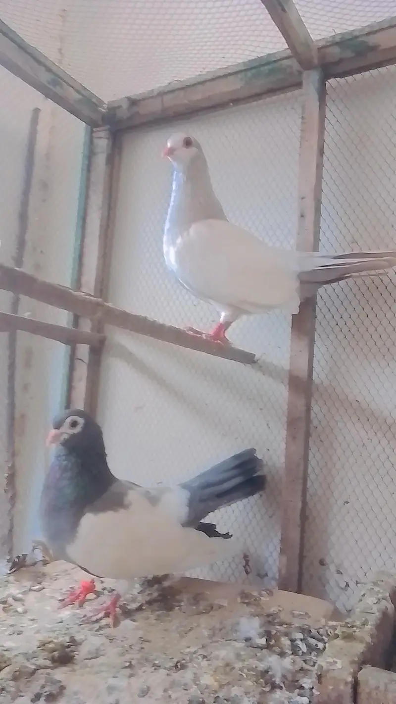 khal or mena breedar pair — photo 2