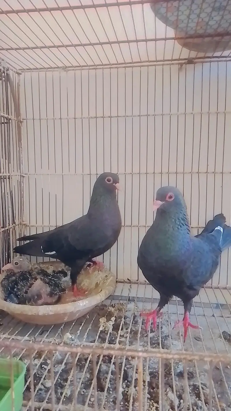 khal or mena breedar pair — photo 3