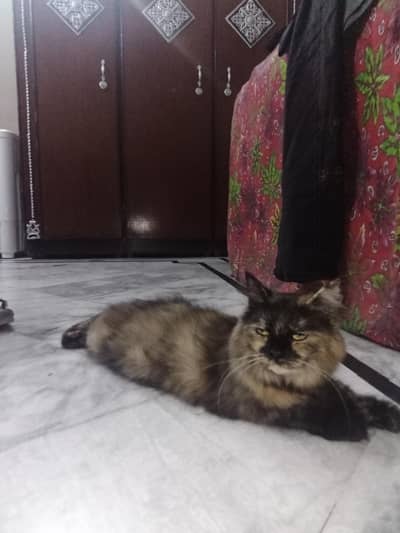 Persian cat for sale