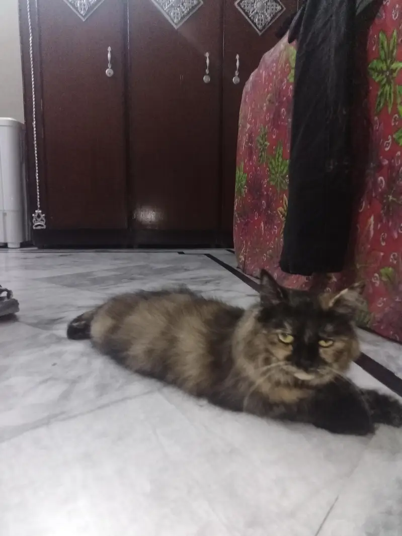 Persian cat for sale — photo 2