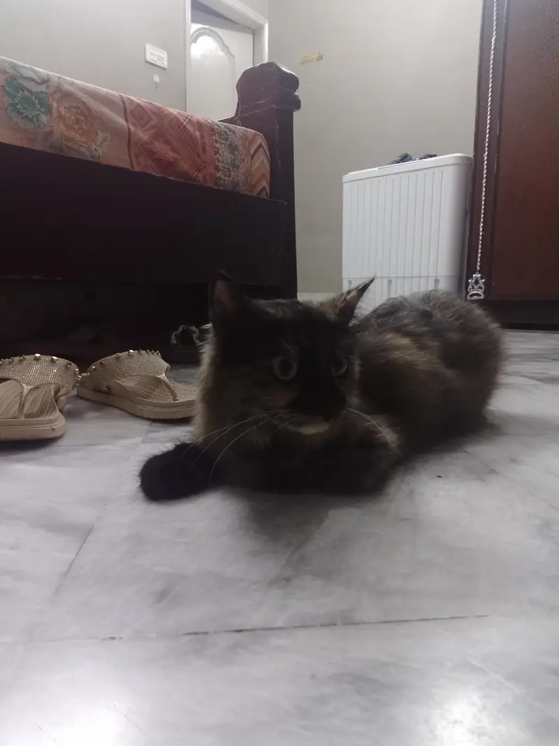 Persian cat for sale — photo 3