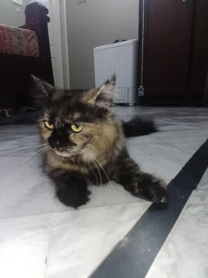 Persian cat for sale — photo 4