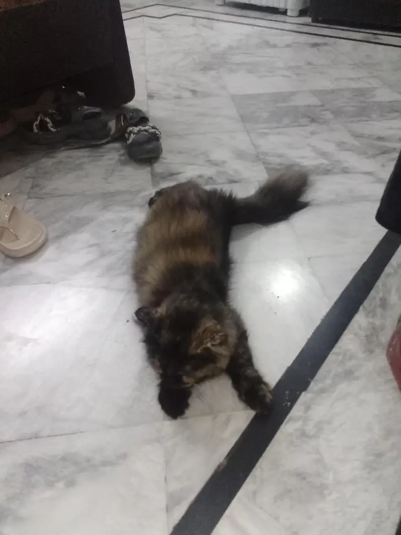 Persian cat for sale — photo 5