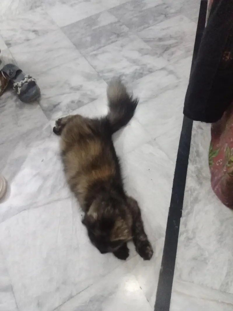 Persian cat for sale — photo 6