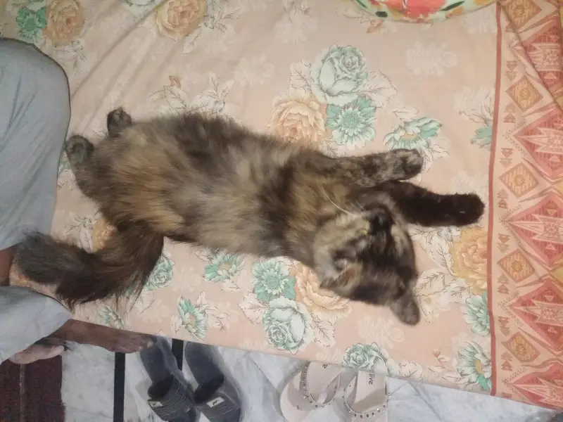 Persian cat for sale — photo 7